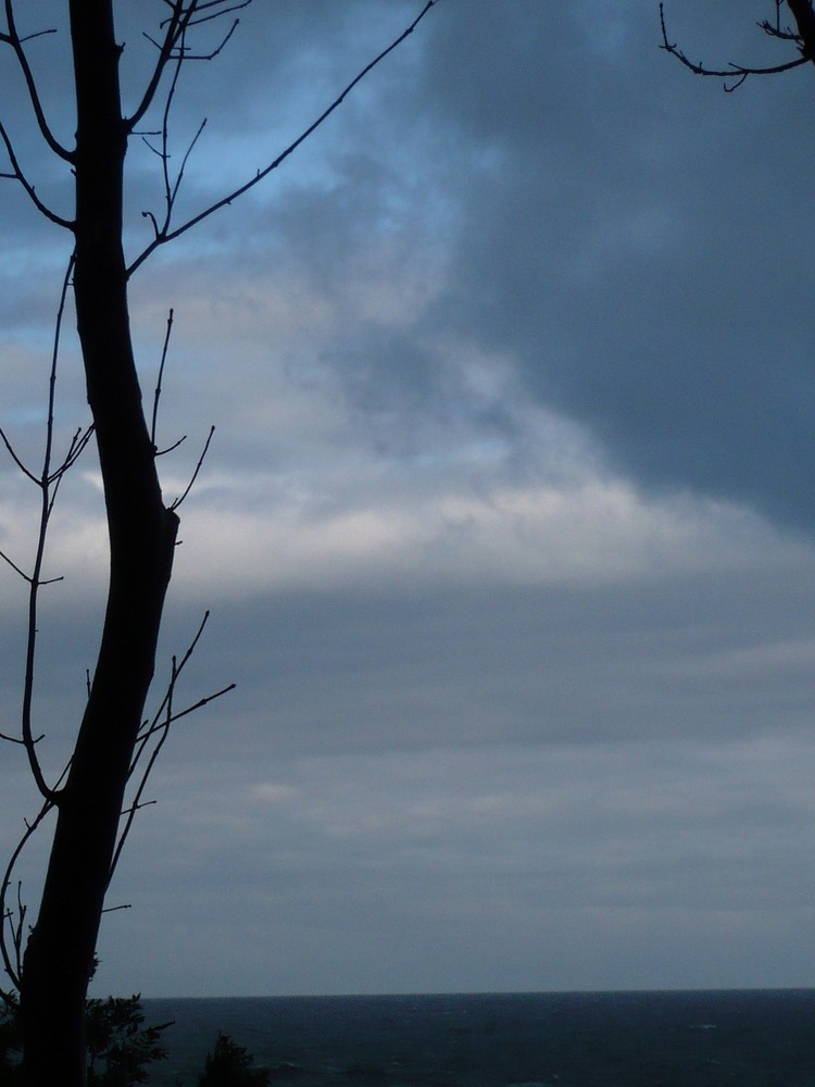 Der tote Baum