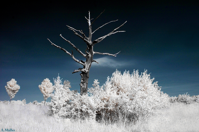 Der tote Baum