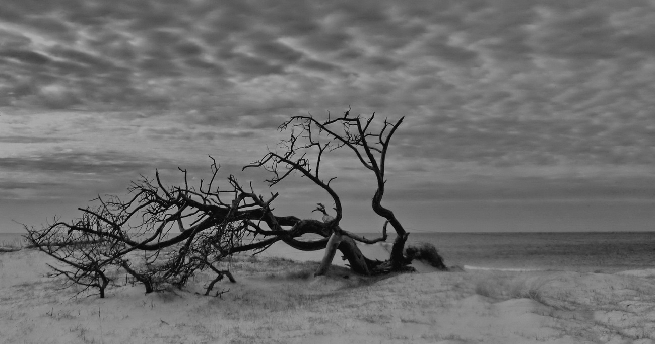 Der tote Baum