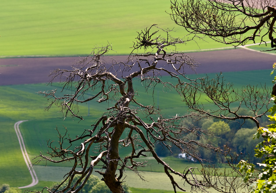 Der tote Baum