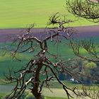 Der tote Baum