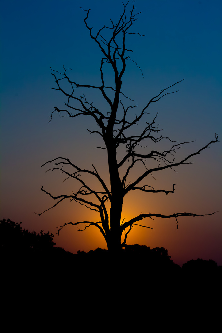 Der tote Baum