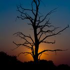 Der tote Baum