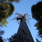 Der Tote Baum