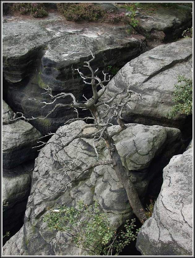 Der tote Baum am Lilienstein.