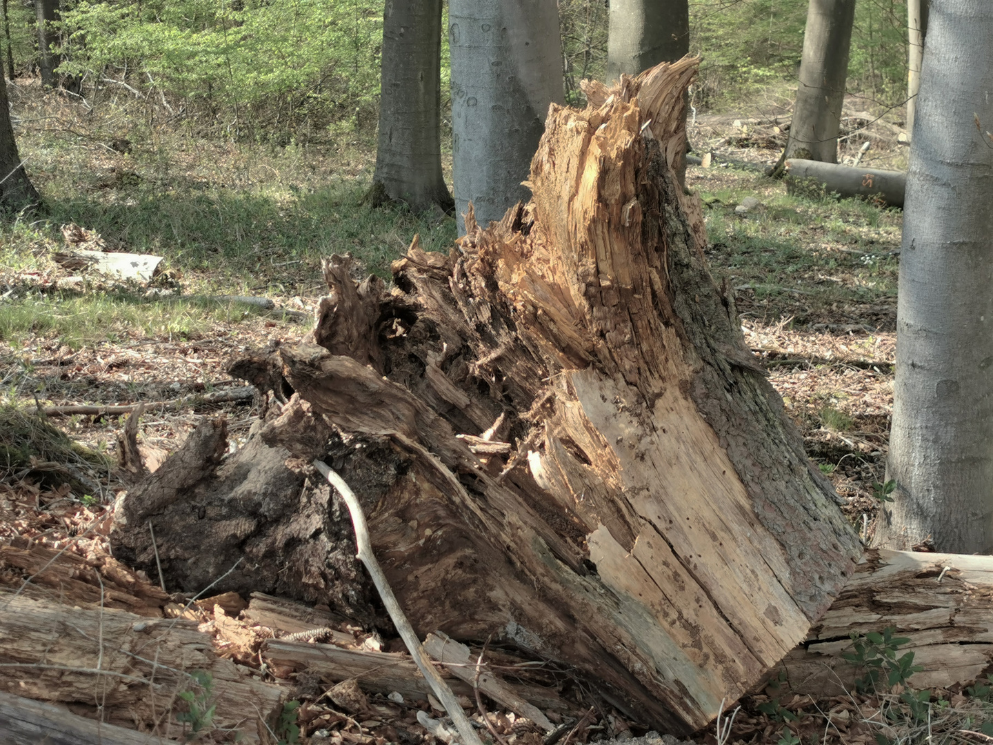 der tote Baum