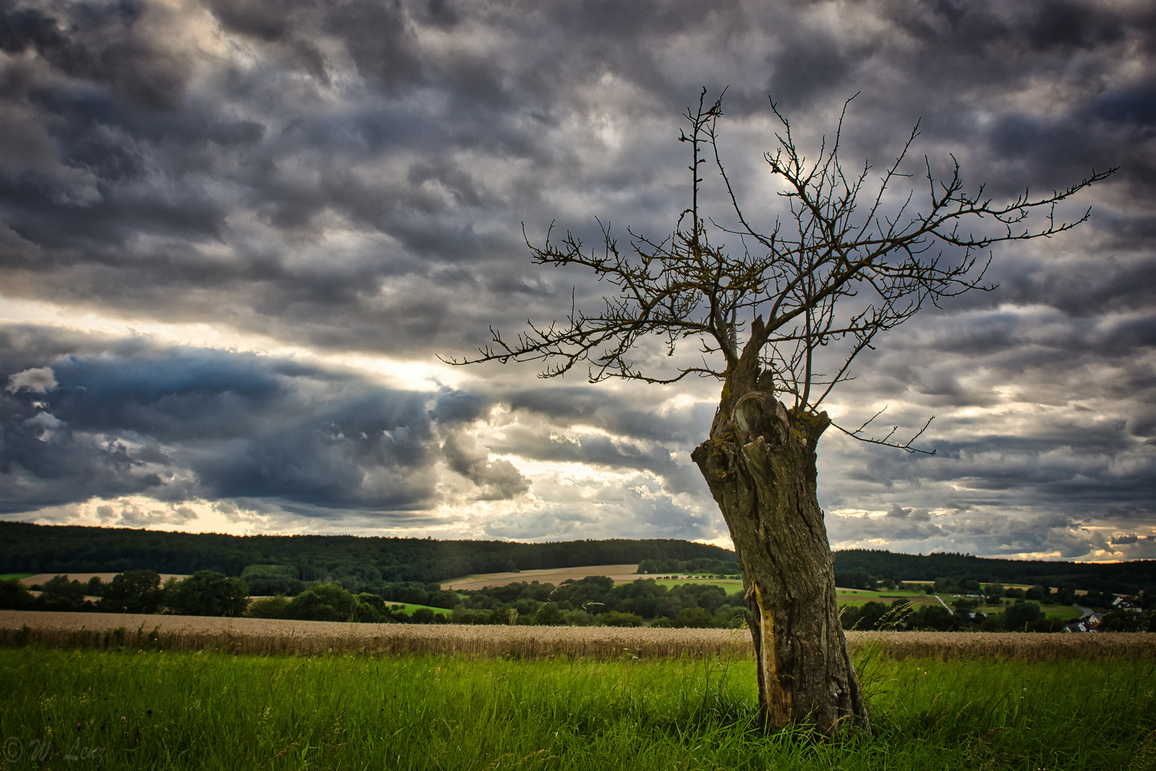 Der tote Baum