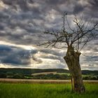 Der tote Baum