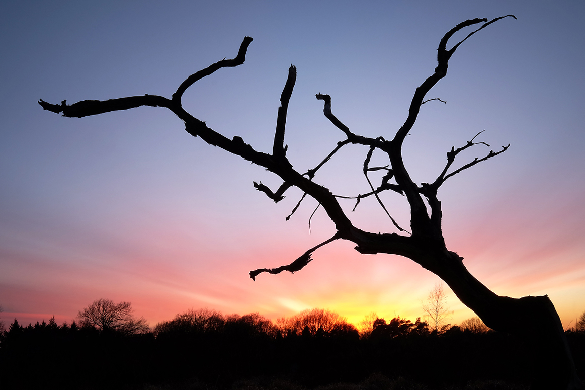 Der tote Baum