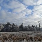 Der tote Baum