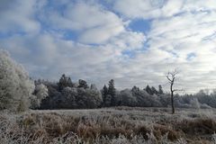 Der tote Baum