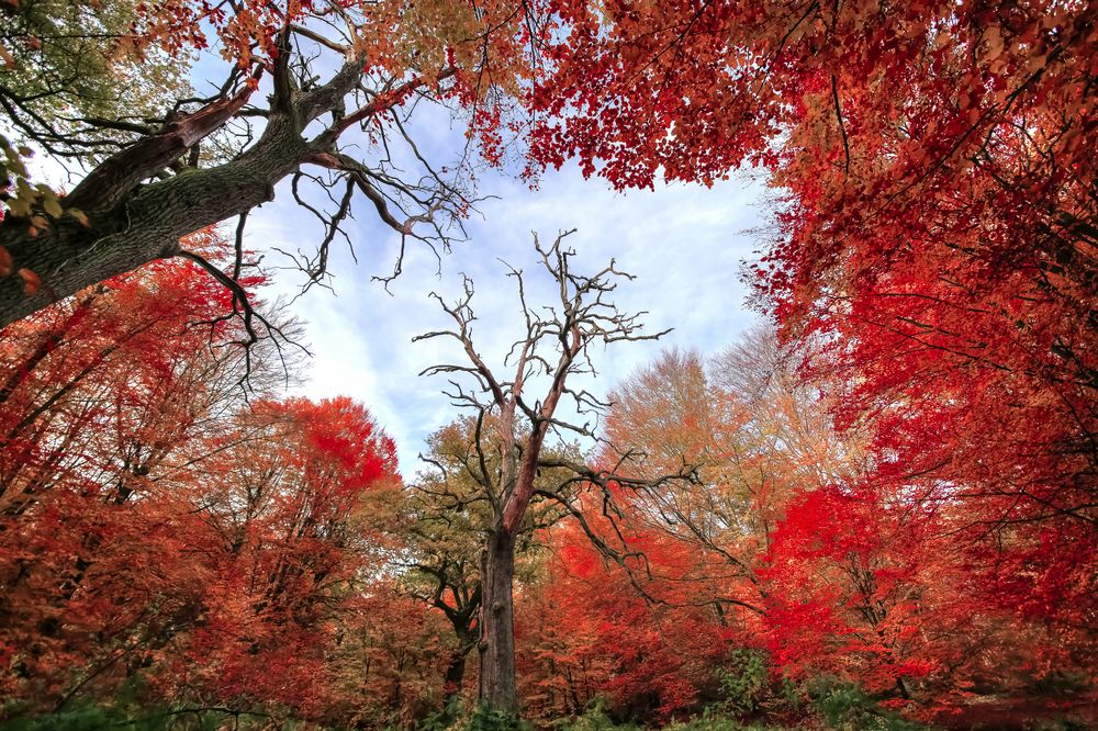 Der tote Baum