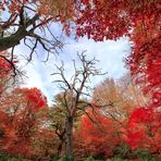 Der tote Baum