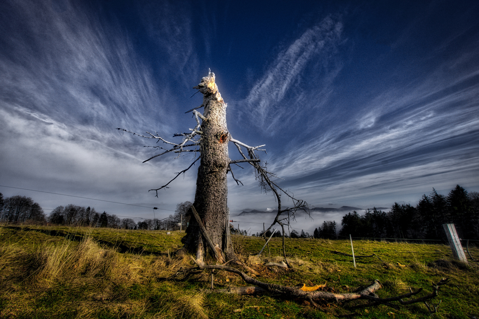 Der tote Baum