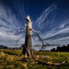 Der tote Baum