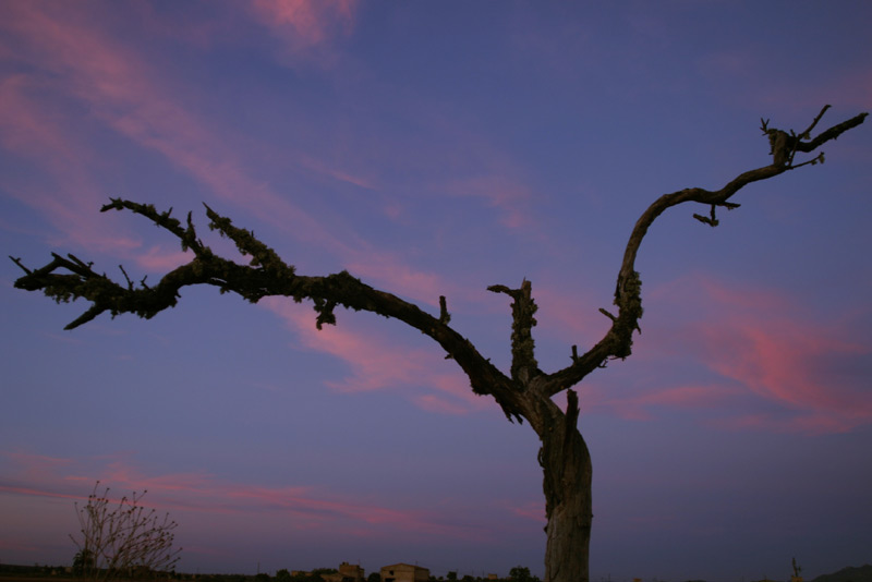 Der tote Baum