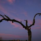 Der tote Baum