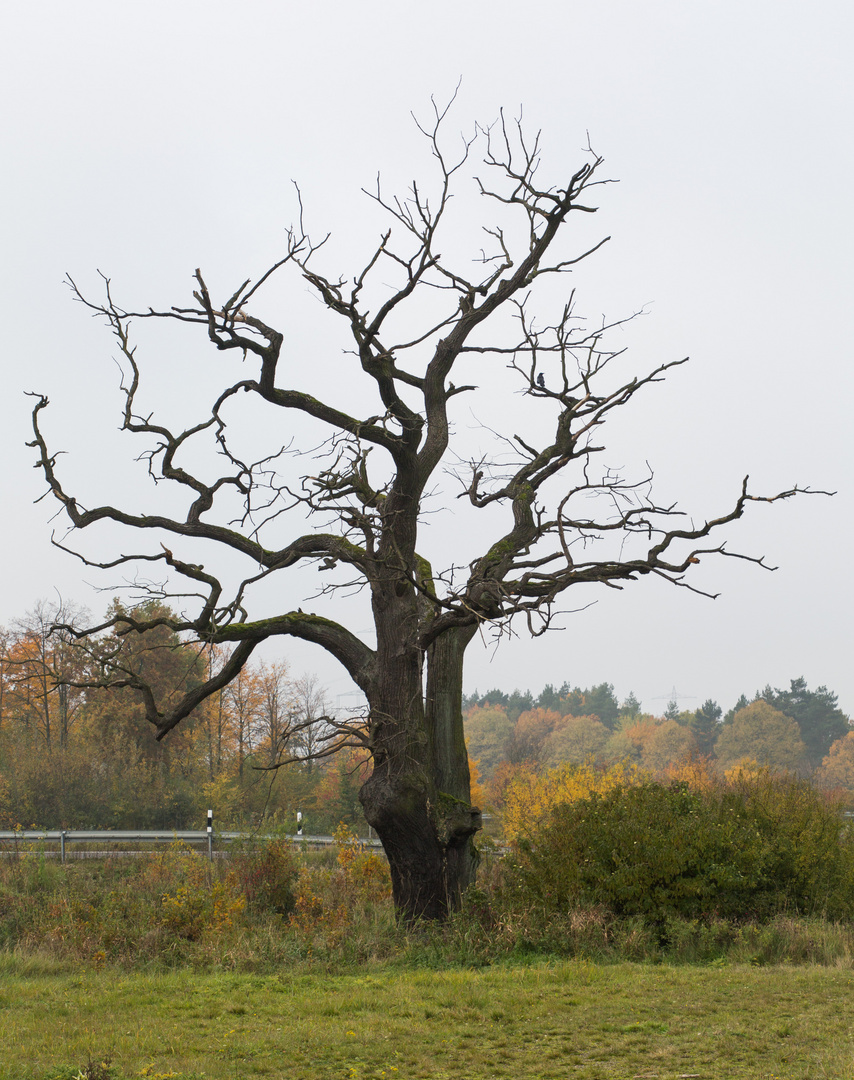 Der tote Baum