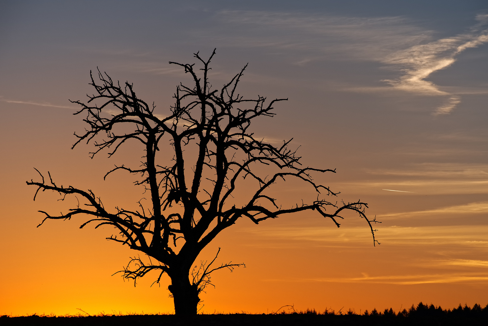 Der tote Baum