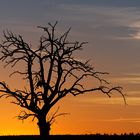 Der tote Baum