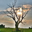 Der tote Baum