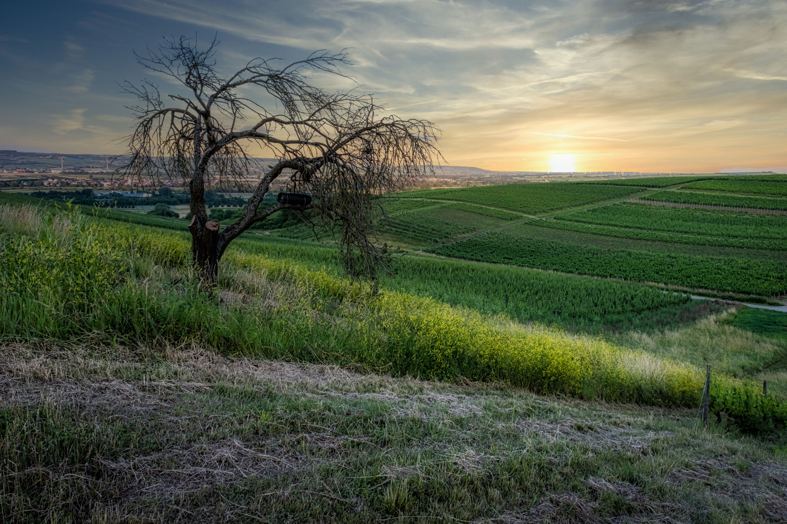 Der tote Baum im Abendlicht