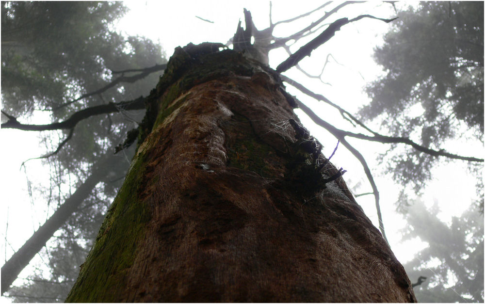 Der tote Baum im Morgennebel