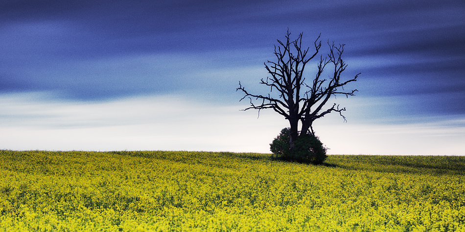 Der tote Baum im Raps