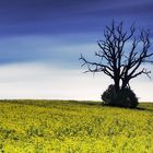 Der tote Baum im Raps