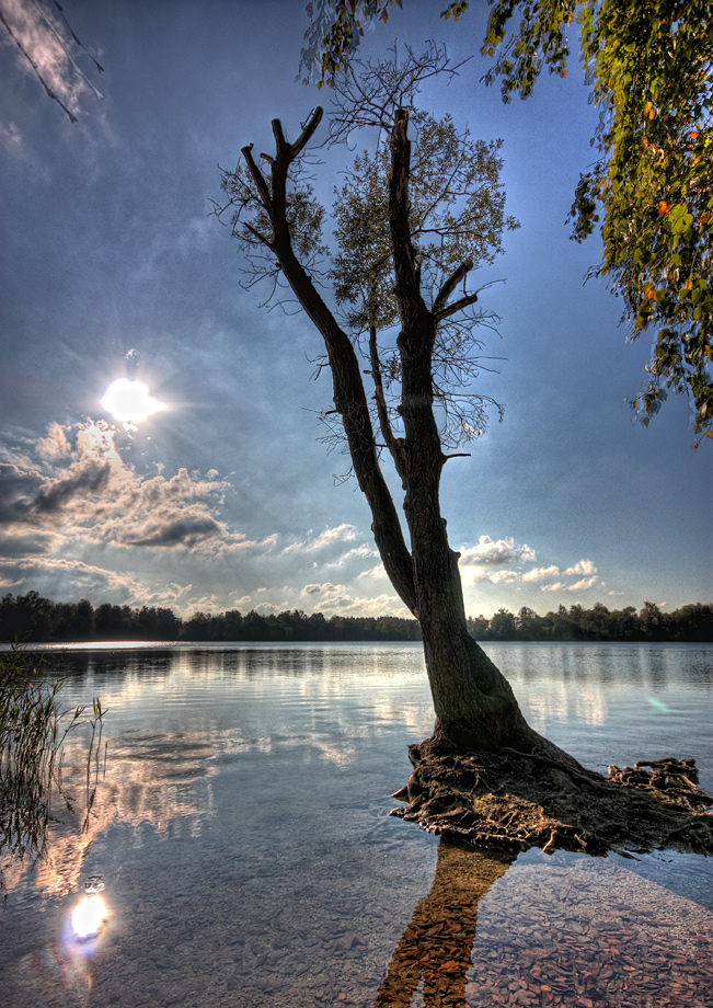 Der tote Baum im See HDR