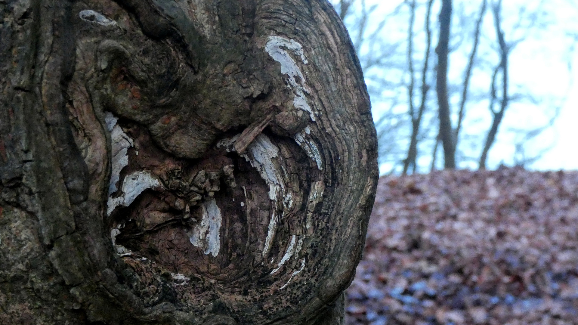 Der tote Baum lebt