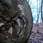 Der tote Baum lebt