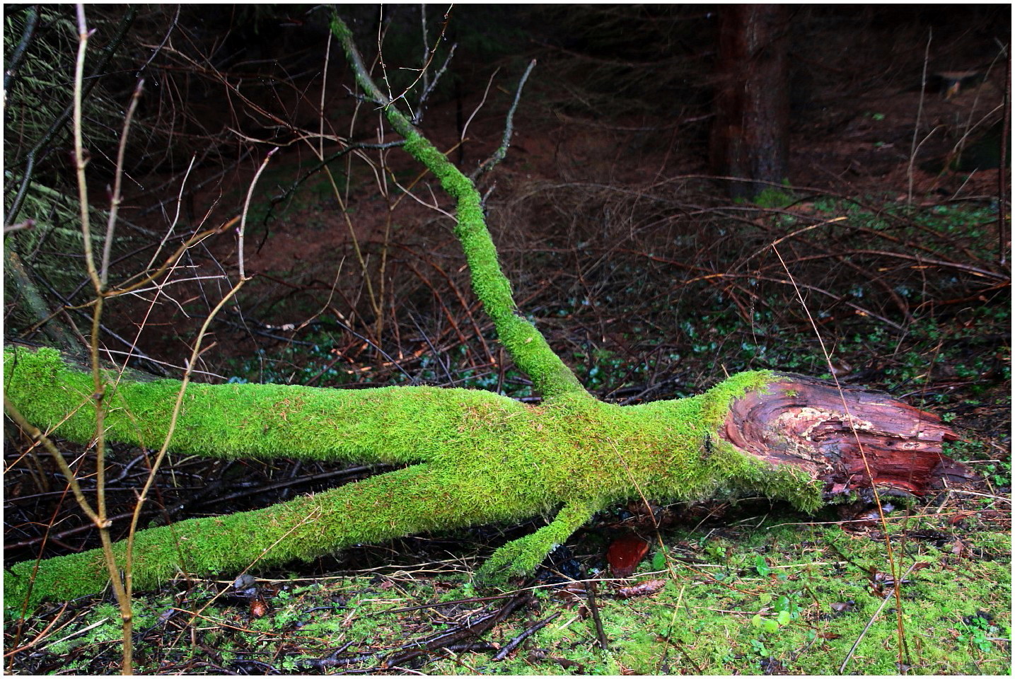 Der Tote im Wald