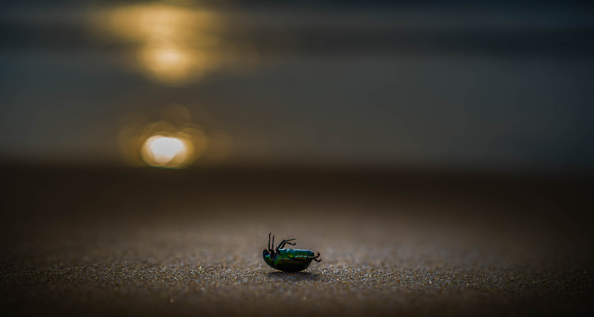 Der Tote Käfer am Strand