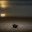 Der Tote Käfer am Strand