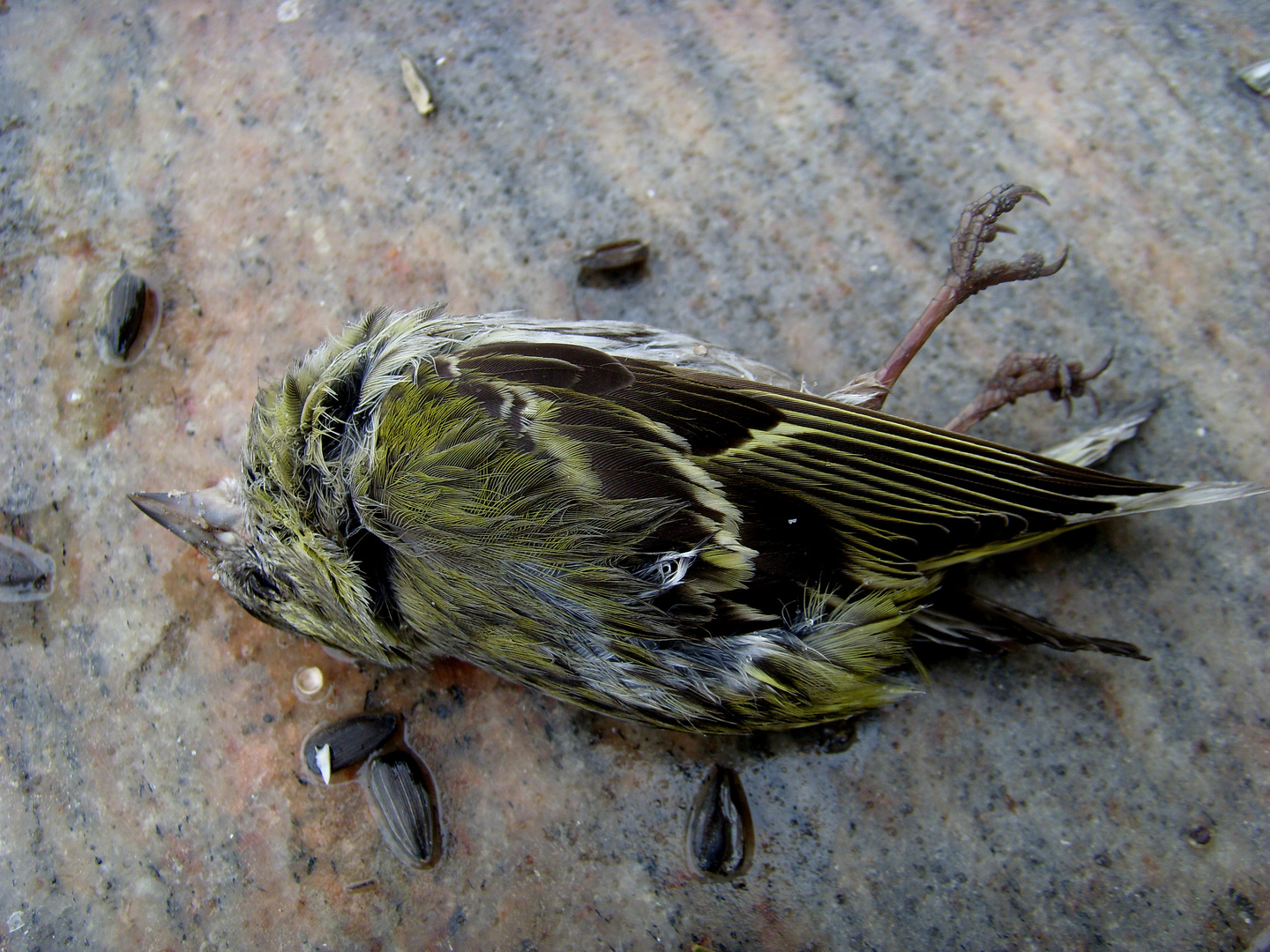 Der tote Vogel