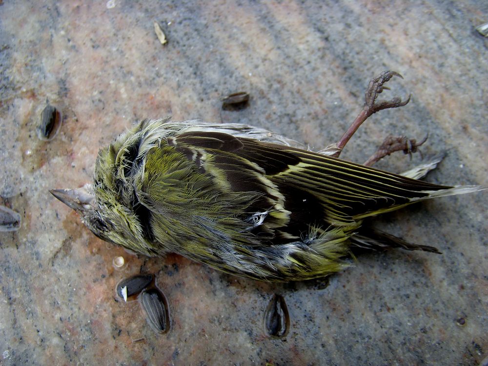Der tote Vogel Foto & Bild tiere, tierdetails, natur Bilder auf