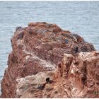 Der tote Vogel Felsen