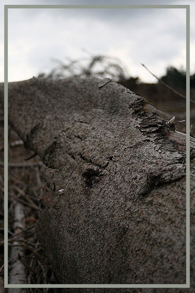 der tote wald