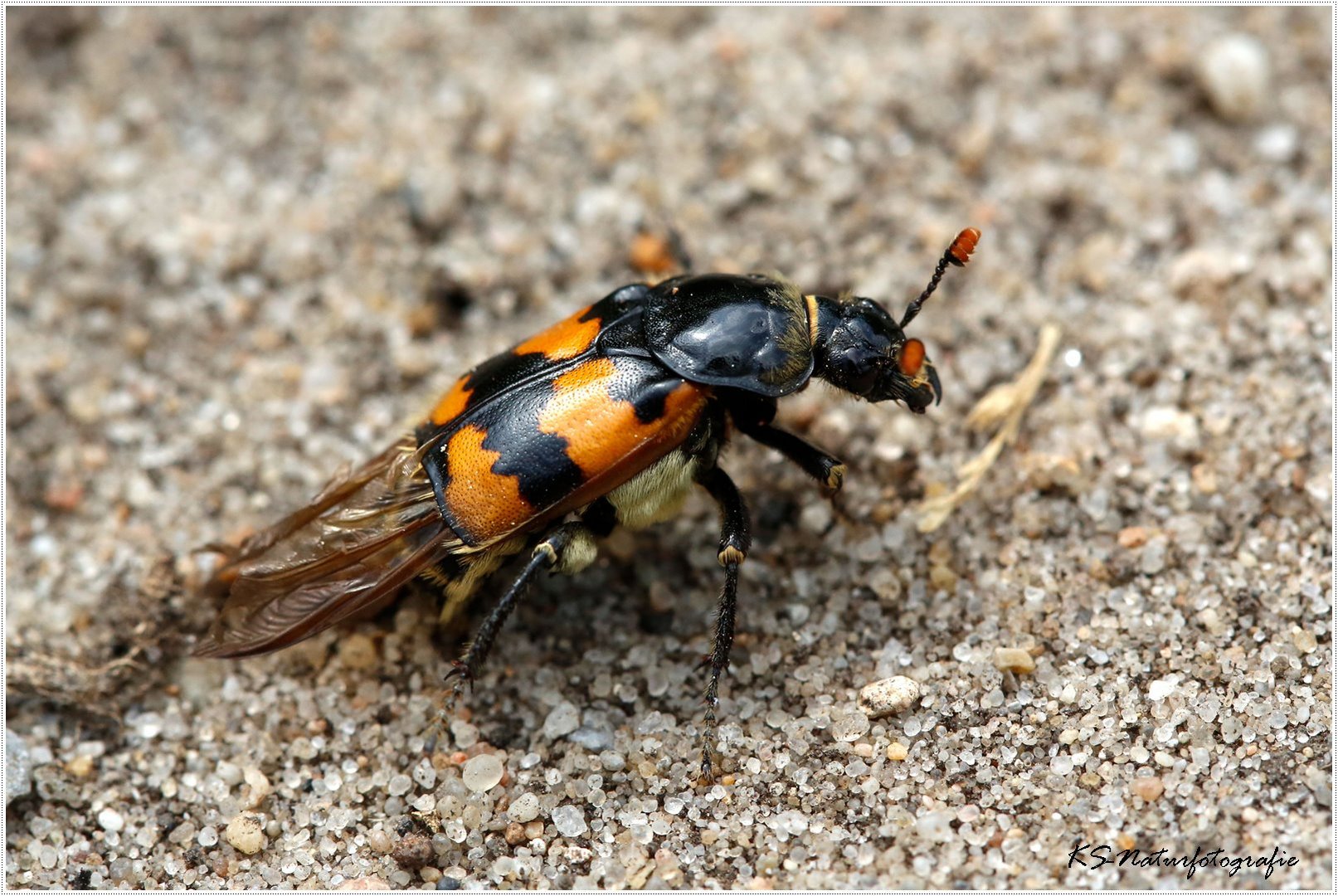 Der Totengräber ... the Burying beetle 