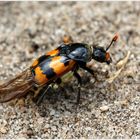 Der Totengräber ... the Burying beetle 