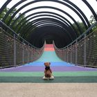 Der Tourist auf der Rehberger Brücke