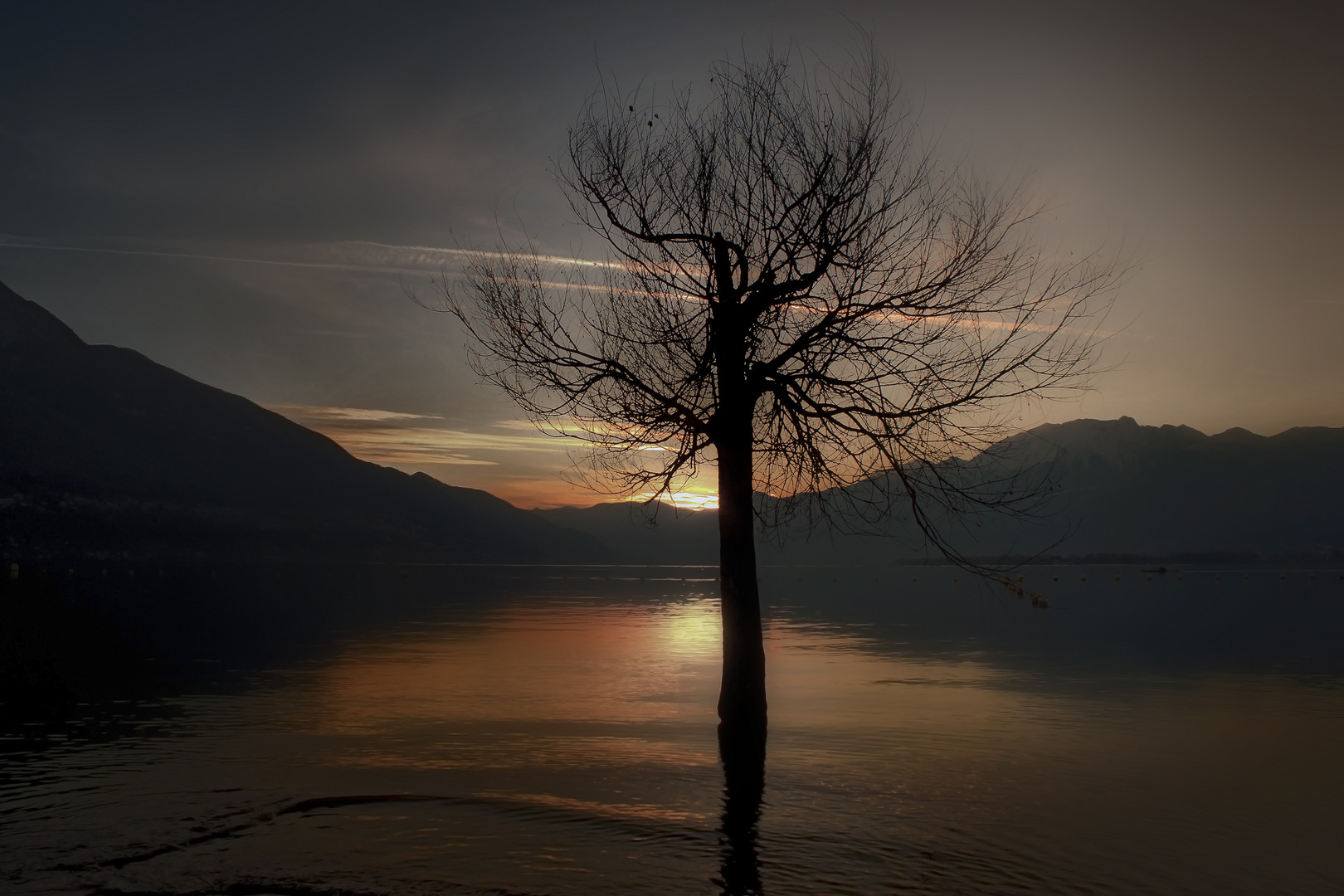 Der träumende Baum im Wasser