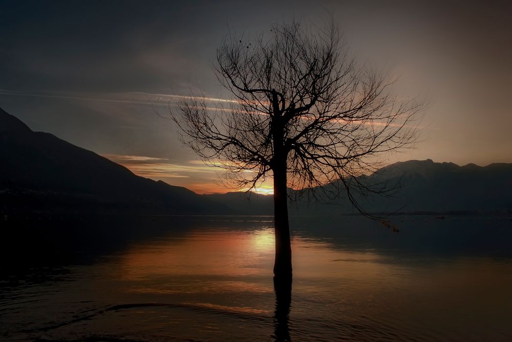 Der träumende Baum im Wasser by Joana Kruse 