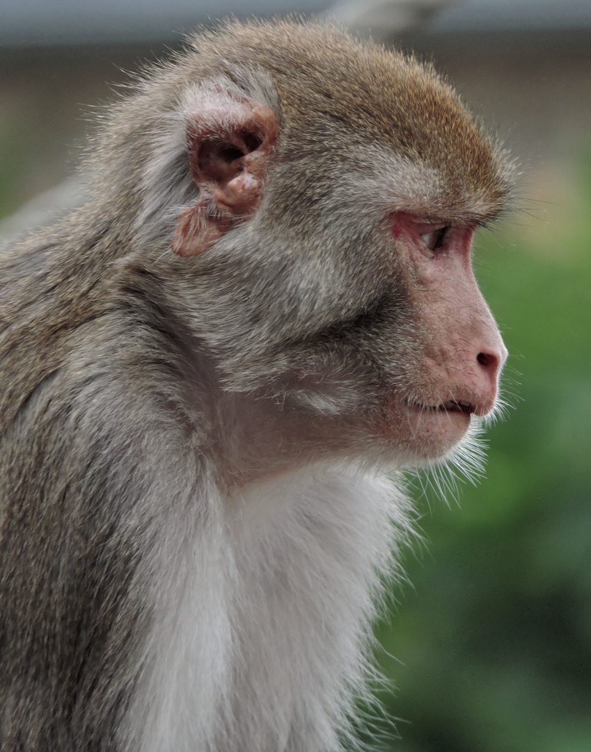 Der Träumer ! Foto & Bild tiere, tierdetails, affen Bilder auf