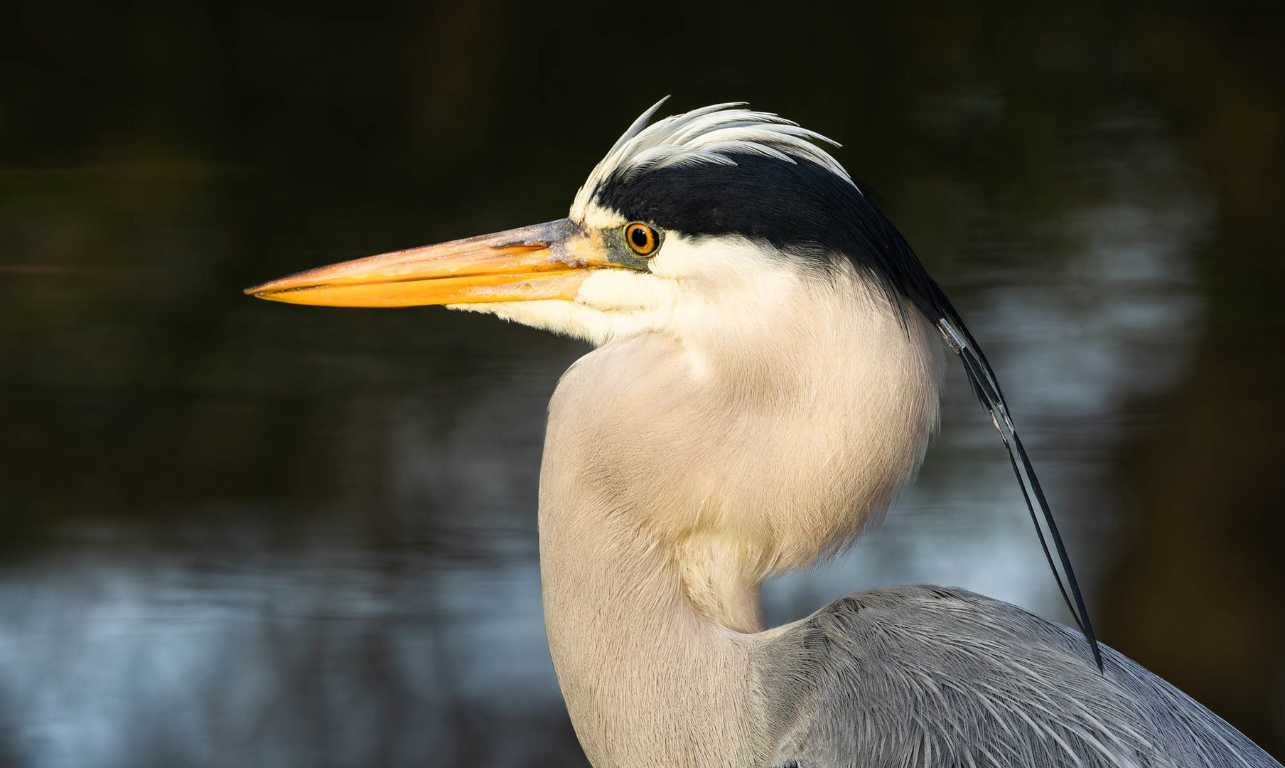 Der Träumer.. Foto & Bild natur, tiere, wildlife Bilder auf