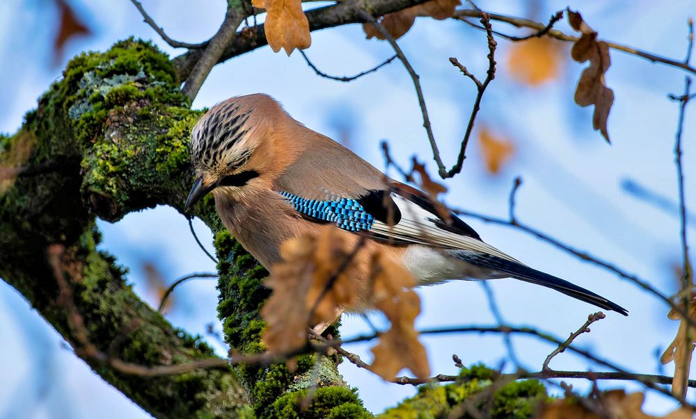 Der Träumer.. Foto & Bild natur, tiere, wildlife Bilder auf