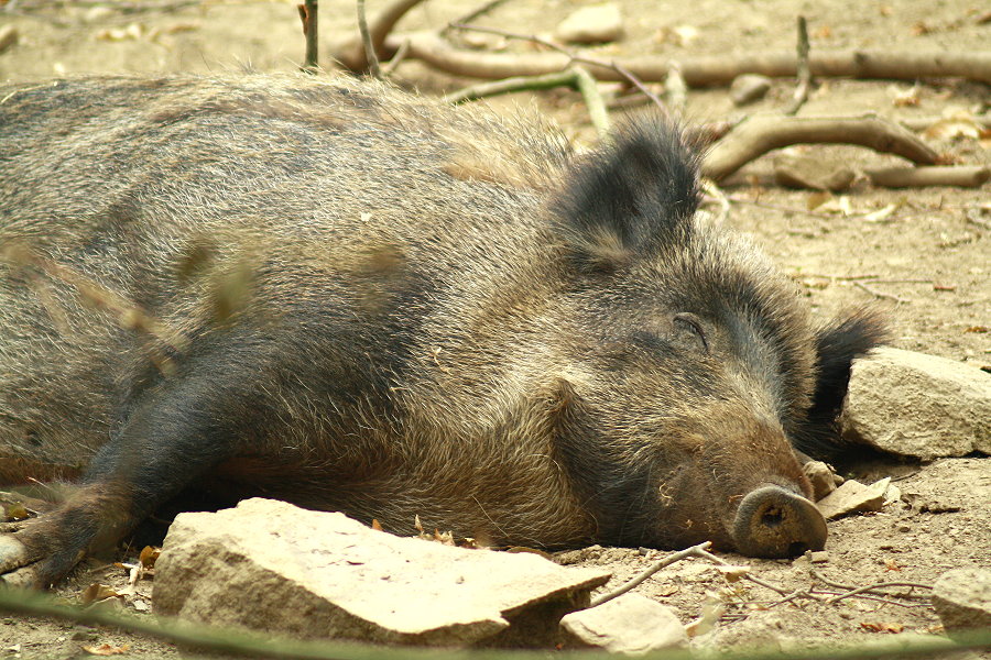 Der träumt bestimmt was Schweinisches...