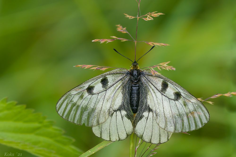 Der Transparente