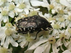 Der Trauer-Rosenkäfer (Oxythyrea funesta)